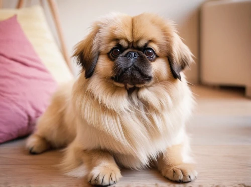 pekinese,leonberger,brachycephalic,st bernard,dog pure-breed,shih tzu,purebred dog,dog breed,briard,leonberg,legerhond,shih,pugmire,hond,longhaired,mastiff,blonde dog,mixed breed dog,dwarf bulldog,long-haired hihuahua,Art,Artistic Painting,Artistic Painting 31