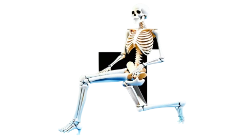skeletal,osteoporotic,skeleton,skelemani,skelly,calcium,skeleltt,osteoporosis,human skeleton,vintage skeleton,doot,spookily,skeletal structure,osteoblast,boneparth,spook,skelid,bone,orthopedics,skeletons,Illustration,Vector,Vector 17
