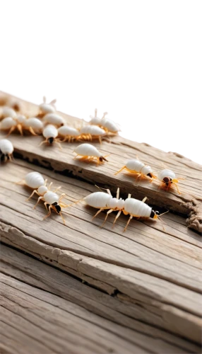 wooden background,wood daisy background,wood background,sedges,dried grass,clothespins,sea oat grass,caraway seeds,caddisflies,birchbark,dried cloves,dune grass,spines,acupuncturists,enoki,feather bristle grass,spikelets,dried shrimps,matchstick,cordyceps,Illustration,American Style,American Style 14