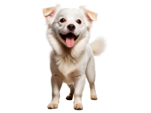 dog angel,white dog,cheerful dog,sparapet,dogana,chihuahua,lumen,dog photography,inu,lumi,dog,suri,telegram icon,ein,dog pure-breed,pyr,luz,bulb,lumo,luci,Conceptual Art,Daily,Daily 03