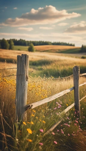 pasture fence,yellow grass,meadow landscape,fenceline,fence,straw field,fenceposts,the fence,fence posts,grasslands,wooden fence,chair in field,grassland,long grass,summer meadow,fenced,landscape background,blooming field,prairies,farm background,Conceptual Art,Daily,Daily 20