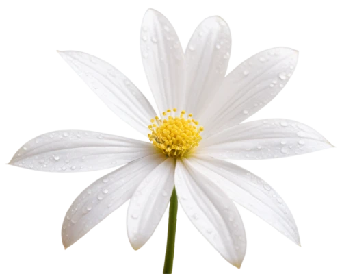 white cosmos,the white chrysanthemum,white chrysanthemum,marguerite daisy,white flower,delicate white flower,daisy flower,shasta daisy,oxeye daisy,white daisies,ox-eye daisy,camomile flower,common daisy,margueritte,wood daisy background,white petals,white blossom,pyrethrum,leucanthemum,daisy flowers,Photography,Black and white photography,Black and White Photography 03