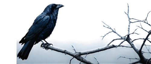 nocturnal bird,macaws on black background,night bird,blue buzzard,crows bird,nightbird,corvidae,blue macaw,birds of prey-night,hyacinth macaw,corvids,crow in silhouette,currawongs,blue heron,bluejay,blue macaws,blue parrot,black crow,crows,carrion crow,Photography,Documentary Photography,Documentary Photography 04