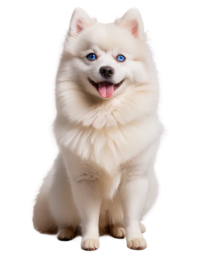 samoyed,samoyedic,shoob,pomeranian,white dog,sheeb,huichon,whitey,inu,dogrib,transparent background,atka,dogana,dog,ein,bingbu,transparent image,garrison,bleustein,gongju,Illustration,Realistic Fantasy,Realistic Fantasy 31