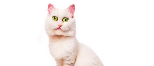 pink cat,kittenish,pink background,suara,white cat,mau,firecat,cat look,cat image,transparent background,mellat,cat vector,catoe,whiskas,omc,cuecat,lumo,breed cat,miqati,cat,Illustration,Retro,Retro 14