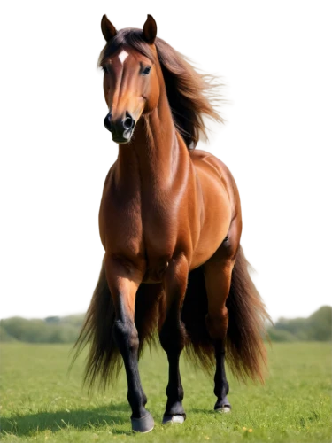 belgian horse,quarterhorse,broodmare,arabian horse,equine,thoroughbred arabian,aqha,finnhorse,wagiman,horse breeding,equidae,irish horse,equato,saddlebred,brown horse,laminitis,horseland,haflinger,caballus,lusitano,Photography,Documentary Photography,Documentary Photography 04