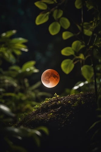 moon and foliage,moonrise,moon photography,lunar eclipse,hanging moon,moonlit night,moon at night,moonlit,full moon,the moon,kurama,earth in focus,moonglow,moon,red sun,mid-autumn festival,poornima,crystal ball-photography,moonesinghe,moon night,Photography,General,Cinematic