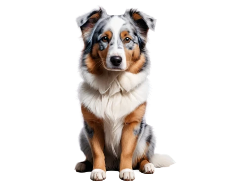 australian shepherd,welsh cardigan corgi,rough collie,shetland sheepdog,collie,dog shetland sheepdog,shetland sheepdog tricolour,border collie,the pembroke welsh corgi,pembroke welsh corgi,blue merle,welsh corgi,dubernard,dog illustration,canidae,dog breed,puppy shetland sheepdog,piebald,mixed breed dog,dog drawing,Conceptual Art,Sci-Fi,Sci-Fi 20