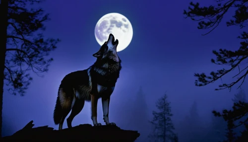 howling wolf,wolfsangel,european wolf,wolfgramm,blackwolf,wolffian,aleu,night watch,wolfen,moonlit night,constellation wolf,full moon,pyote,atunyote,coyote,blue moon,howl,canis lupus,wolfsschanze,schindewolf,Photography,Fashion Photography,Fashion Photography 19