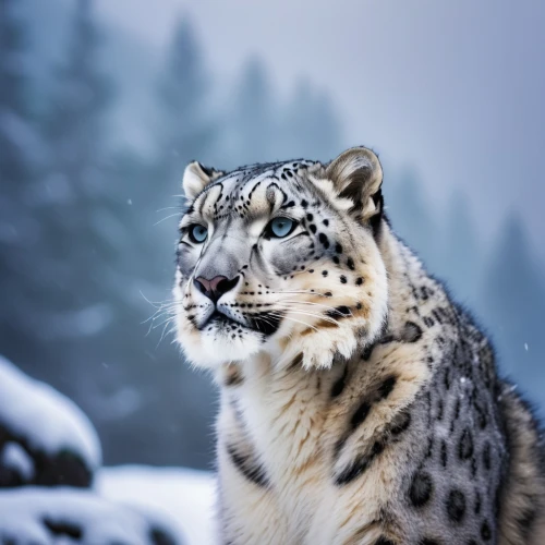 snow leopard,snep,amur,white tiger,the amur adonis,luchs,gepard,siberian tiger,winter animals,snowcat,snowcats,amur adonis,blue tiger,mohan,wild cat,siberian,tigr,felids,wild life,wildlife,Photography,Fashion Photography,Fashion Photography 14