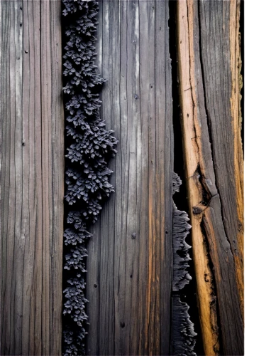 wood and grapes,wood texture,wood fence,wood structure,iron wood,ornamental wood,wooden fence,on wood,wood and flowers,wooden wall,in wood,wood pile,patterned wood decoration,wood skeleton,organ pipes,woodworm,slice of wood,wood background,wooden barrel,wood and leaf,Conceptual Art,Fantasy,Fantasy 11