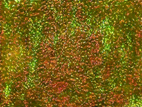 confocal,biofilm,biofilms,chameleon abstract,fluorescein,mermaid scales background,immunofluorescence,fluorescens,notochord,hyperspectral,microfilaments,neurons,multispectral,nanorods,fibroblasts,microsporum,neurogenesis,autoradiography,microstructure,microlensing,Illustration,Abstract Fantasy,Abstract Fantasy 10