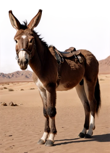 electric donkey,zonkey,half donkey,dromedary,donkey,platero,weehl horse,kutsch horse,przewalski's horse,tamburro,mule,donkey of the cotentin,gemsbok,onager,australian pony,sandero,foal,steppe,emule,nazari,Conceptual Art,Fantasy,Fantasy 33
