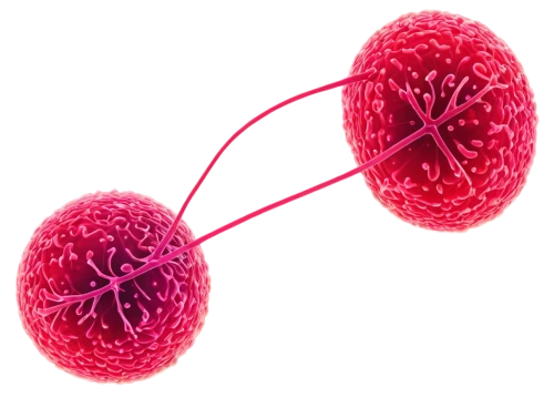 spherules,vesicles,cryptosporidiosis,alveoli,ovules,lipoprotein,testicular cancer,spheroids,kidneys,meiosis,testicular,microvesicles,microtubules,hypercholesterolemia,melanosomes,apolipoprotein,lipoproteins,centrosomes,sporozoites,triglycerides,Illustration,Paper based,Paper Based 14