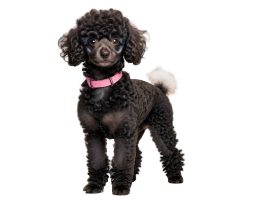 cocker spaniel,labradoodle,derivable,poodle,chihuahua poodle mix,schnoodle,spaniel,pet black,lumo,ruffelle,shih poo,poodles,marny,lumen,dog angel,female dog,melanism,purdey,german longhaired pointer,havanese,Conceptual Art,Daily,Daily 25