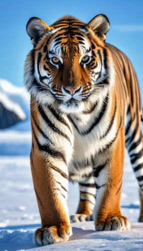 siberian tiger,bengal tiger,asian tiger,a tiger,tigert,tigerish,amur,stigers,the amur adonis,amurtiger,hottiger,tigar,tiger,young tiger,tigress,ruettiger,amur adonis,tigerle,harimau,tiger cat,Photography,General,Realistic