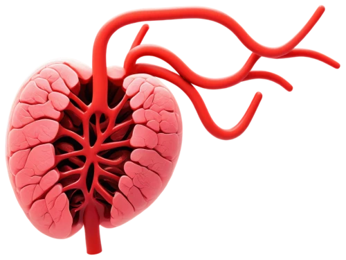 hypercholesterolemia,cardiovascular,aorta,pleurisy,creatinine,microcirculation,cardiomyopathy,pericardial,coronary vascular,bronchial,haemochromatosis,human cardiovascular system,uremia,atrioventricular,tavr,tetralogy,cardiorespiratory,endocarditis,pleuropneumonia,septal,Art,Artistic Painting,Artistic Painting 39