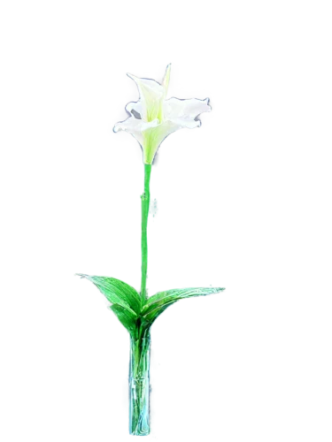 white lily,lily of the valley,hymenocallis,madonna lily,lily flower,lily of the field,garden star of bethlehem,grass lily,water flower,white trumpet lily,lily water,lilies of the valley,easter lilies,star of bethlehem,white flower,flowers png,lilly of the valley,delicate white flower,flower of water-lily,zephyranthes,Conceptual Art,Sci-Fi,Sci-Fi 28