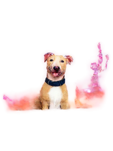 dog angel,sparapet,dogana,parvo,mogridge,dog frame,dogrib,inu,corgi,doghmush,pupillidae,shiba,transparent background,dog,zwei,ein,barkdoll,welschcorgi,portrait background,shibe,Conceptual Art,Daily,Daily 25