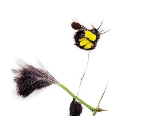 rudbeckia nitida,helenium,silphium,silphium perfoliatum,rudbeckia nidita,rudbeckia,ragwort,rudbeckia fulgida,hieracium,hawkbit,brook avens,black and dandelion,hawkweed,fennel flower,black-eyed susanne,coneflowers,eyebright,butterfly isolated,ox-eye daisy,crepis,Illustration,Retro,Retro 14