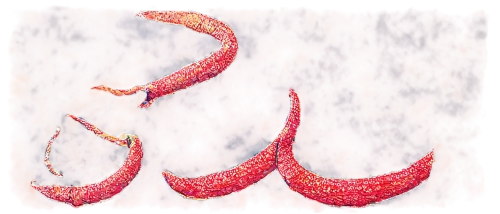 bloodworm,ristras,carnivorans,krill,goji,tentaculata,bloodworms,tentacular,pseudopod,nepenthes,rubrum,garridos,parasitica,elongata,ophiusa,ectoparasite,micropholis,tentacled,pirapora,cardamon pods,Illustration,Retro,Retro 14