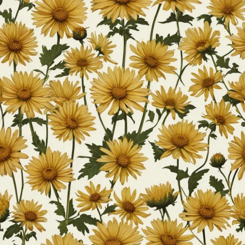 chrysanthemum background,sunflower lace background,wood daisy background,flowers png,floral digital background,flower background,dandelion background,chrysanthemum stars,siberian chrysanthemum,sunflower paper,chrysanthemum,yellow chrysanthemums,flower wallpaper,susans,helianthus,chrysanthemum flowers,yellow chrysanthemum,chrysanthemums,yellow daisies,floral background,Illustration,Realistic Fantasy,Realistic Fantasy 09