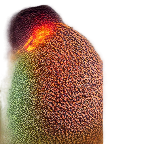 sporangium,strombolian,xanthorrhoea,pseudopods,epidermis,pylori,epidermal,anomeritis,microvascular,hypercholesterolemia,puccinia,ciliated,microvilli,mushroom coral,microhyla,paramecium,nepenthaceae,subcellular,phloem,notochord,Conceptual Art,Daily,Daily 02