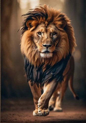 leonine,panthera leo,lion,african lion,male lion,king of the jungle,forest king lion,aslan,skeezy lion,lion - feline,lionheart,mandylion,lionni,lion father,lionhearted,iraklion,lionore,lion head,female lion,lionnet,Photography,General,Cinematic