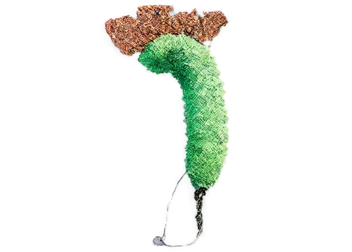 flagella,pylori,sporophyte,betaproteobacteria,rod of asclepius,spermatozoa,hypostome,endosymbiosis,proteobacteria,spermatogenesis,eukaryote,microflora,kinesin,sphyrna,supercilia,spermatogonia,petiole,lycopodium,spermatozoon,nepenthaceae,Photography,Documentary Photography,Documentary Photography 37