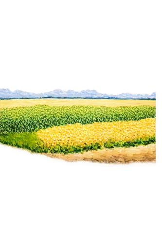 field of rapeseeds,vegetables landscape,corn field,rapeseed field,rapeseed,field of cereals,cornfield,green wheat,grain field panorama,vegetable field,canola,green fields,syngenta,oilseed,collineation,yellow grass,windows wallpaper,biofuels,green grain,agronomical,Unique,3D,Panoramic