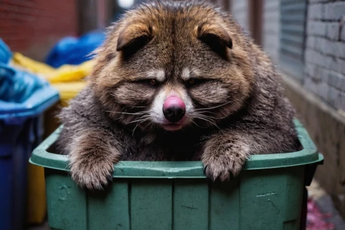 bin,tanuki,dumpster,raccoon dog,rubbish collector,garbage collector,wastebin,disposal,waste container,trash can,racoon,street dog,garbageman,disposing,garbage can,kuma,hachiko,trashcan,dustbin,washing drum,Conceptual Art,Daily,Daily 01