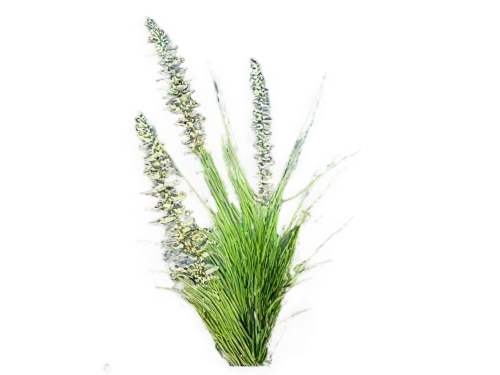 white grape hyacinths,citronella,camassia,flowers png,panicle,piperia,sweet grass plant,equisetum,menziesii,vervain,spikelets,grass blossom,muscari armeniacum,eleocharis,cherry sparkler fountain grass,plantago,lily of the valley,lily of the field,feather bristle grass,lavandula,Art,Classical Oil Painting,Classical Oil Painting 40