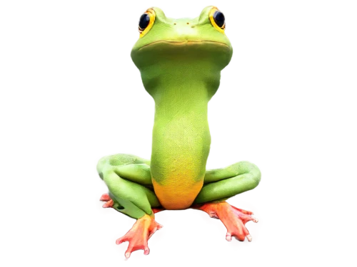 frog background,pelophylax,green frog,agamid,gex,treefrog,gecko,frog,chytrid,frog figure,basiliscus,day gecko,green lizard,amphibian,spiralfrog,litoria,kawaii frog,salamander,ribbit,leaupepe,Photography,Documentary Photography,Documentary Photography 35