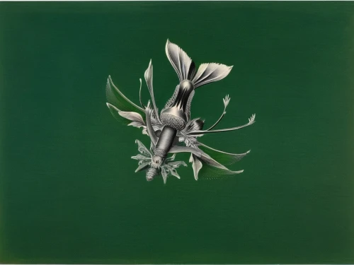 bleckner,hymenocallis,keeffe,cloves schwindl inge,madonna lily,grass lily,blumenfeld,tuberose,white lily,cereus,silversword,ornithogalum,illicium,flowers png,spring onion,kahila garland-lily,star magnolia,cleome,dahlia white-green,florilegium,Illustration,Retro,Retro 24