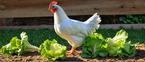 leghorn,hen,henpecked,cockerel,white hen sussex,poultries,bornholmer margeriten,landfowl,homesteading,gallo,chicken yard,portrait of a hen,organic farm,polish chicken,coq,domestic chicken,vintage rooster,backyard chickens,tona organic farm,stock farming,Conceptual Art,Daily,Daily 28