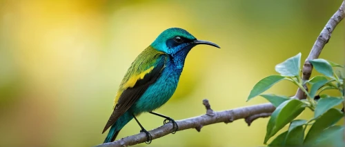 blue-tailed bee-eater,green-tailed emerald,blue-capped motmot,olive-back sunbird,sunbird,southern double-collared sunbird,orange-breasted sunbird,green bird,chryssides,bellbird,beautiful bird,colibri,toucanet,tanager,cuban emerald,tropical bird climber,tropical bird,honeycreepers,colorful birds,asian bird,Illustration,Children,Children 04