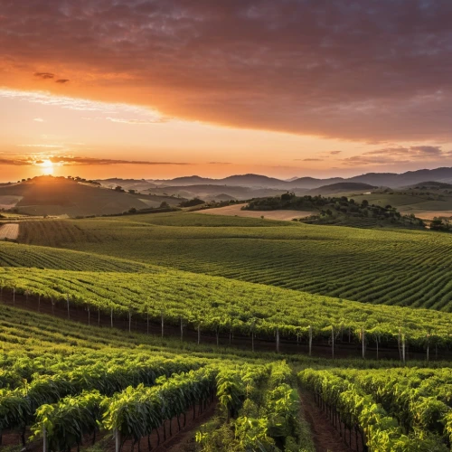 southern wine route,vineyards,wine country,barossa,tuscany,rhineland palatinate,vineyard,wine region,toscane,napa valley,napa,sonoma,grape plantation,langhe,toscana,franciacorta,basque country,piemonte,monferrato,styria,Photography,General,Realistic