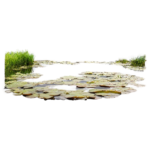 lily pond,waterlilies,water lilies,white water lilies,lily pads,pond lily,lilly pond,aquatic plant,waterlily,lotus on pond,water lily,aquatic plants,lily pad,water lilly,water lily leaf,pond plants,pond flower,lotus pond,large water lily,pondweed,Illustration,Realistic Fantasy,Realistic Fantasy 13