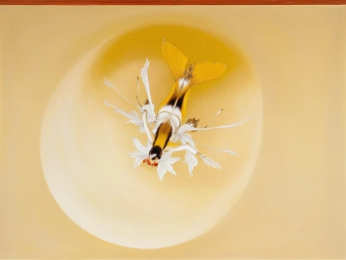 coelogyne,silk bee,yolk flower,fried egg flower,chromogenic,finch in liquid amber,wall light,abstract flowers,photograms,piano petals,gold flower,drone bee,water flower,anthers,pistil,yellow rose background,butterflyer,stamens,ossicles,auricle,Illustration,Retro,Retro 21