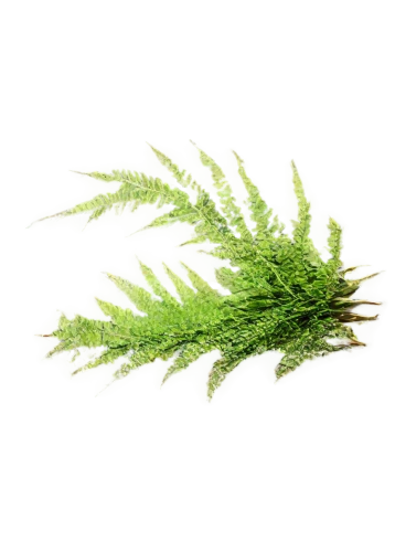 myriophyllum,lycopodium,clubmoss,feather bristle grass,eleocharis,rotala,fern plant,equisetum,grass fronds,poa,cyperus,wakefern,salsola,hydrilla,bryophytes,leaf fern,grass grasses,forest moss,agrostis,selaginella,Conceptual Art,Sci-Fi,Sci-Fi 21
