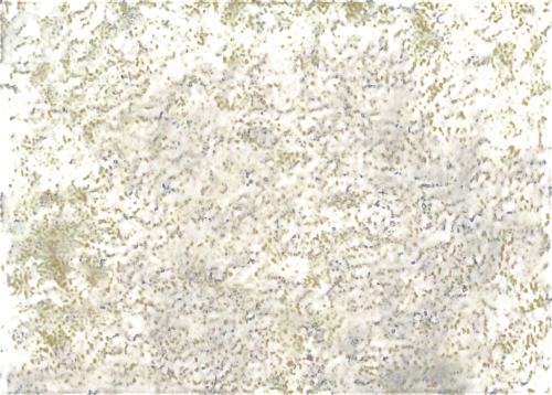yellow wallpaper,kngwarreye,forsythia,tilberis,autumn leaf paper,cytisus,xanthophylls,tree texture,floral digital background,yellow leaves,seamless texture,spring leaf background,larch discoloration,sunflower paper,sunflower lace background,efflorescence,hypericum,solidago,euonymus,birch tree background,Illustration,Black and White,Black and White 27