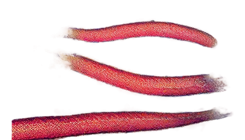 pylori,flagella,sporangium,ciliates,platyhelminthes,supercilia,nematoda,arteriole,shigella,spicules,bordetella,tapeworms,microlepis,nematodes,nematode,elegans,microvascular,tubules,ecoli,ectoparasite,Conceptual Art,Sci-Fi,Sci-Fi 23