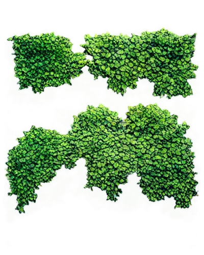 background ivy,parsley leaves,spring leaf background,green wallpaper,azolla,buxus,microalgae,chloropaschia,duckweed,bryophytes,bryophyte,greenmail,broccolini,hedge,green grapes,gum leaves,chlorophyll,green leaves,green border,colepeper,Illustration,Black and White,Black and White 18