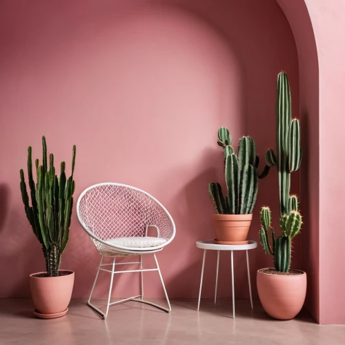 pink chair,cactus,cactus digital background,cacti,wall,pink background,kawaii cactus,schlumbergera,house plants,echinocereus,sansevieria,soft furniture,pink round frames,cactus rose,floral chair,soft pink,homewares,pink leather,homeware,danish furniture,Photography,General,Realistic