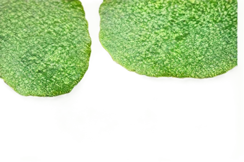 chloropaschia,stomata,puccinia,microsporum,chloroplasts,cyclospora,chloroplast,cercospora,pilea,chlorotic,viridiplantae,mesophyll,anomeritis,chlorosis,meristems,nopal,ascochyta,xanthomonas,foliage leaf,leaf structure,Photography,Artistic Photography,Artistic Photography 14