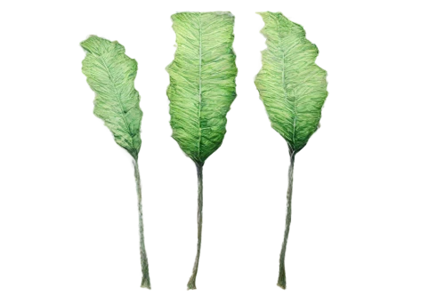 parsley leaves,nettle leaves,leaf fern,cabbage leaves,pteris,asparagales,celery stalk,fern leaf,green asparagus,grass fronds,arisaema,fern fronds,leaf ribs,chlorosis,wild celery,fennel,shrub celery,equisetum,fennel bulbs,asparagus,Conceptual Art,Fantasy,Fantasy 17