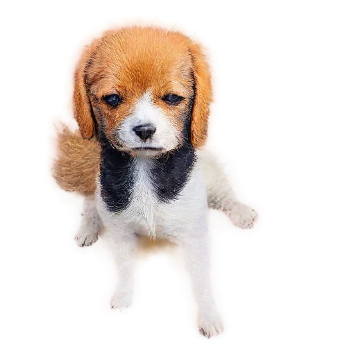 beagle,cavalier king charles spaniel,ein,parvo,cute puppy,beag,beagles,parvovirus,garrison,puppa,oberweiler,dubernard,pembroke welsh corgi,mixed breed dog,huichon,the pembroke welsh corgi,dogana,transparent background,dog pure-breed,mogridge,Photography,Black and white photography,Black and White Photography 12