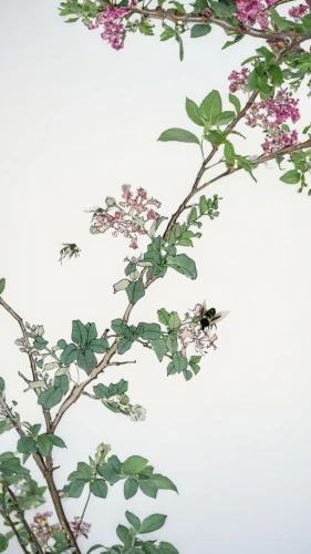 bee on jasmine flower,stingless bees,japanese floral background,penduline,apis mellifera,lespedeza,bombus terrestris,eastern wood-bee,spirea,pollinators,japanese meadowsweet,bombus hortorum,flowers png,silk bee,wild bee,bumblebees,western honey bee,bees,flower honey,honey bees