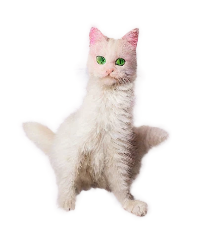 pink cat,kittenish,cat vector,doll cat,mew,chiffon,suara,white cat,minurcat,transparent background,murgatroyd,kittikachorn,cats angora,persianized,cat kawaii,breed cat,kittner,deformations,3d model,vencat,Art,Classical Oil Painting,Classical Oil Painting 29