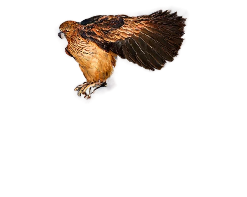 harris hawk in flight,steppe buzzard,bird flying,in flight,bird in flight,marsh harrier,flying hawk,desert buzzard,northern harrier,ganymede,red tailed hawk,kestrel,red-tailed hawk,bussard,red tail hawk,buteo,rapace,ferruginous hawk,steppe eagle,falconidae,Art,Artistic Painting,Artistic Painting 36